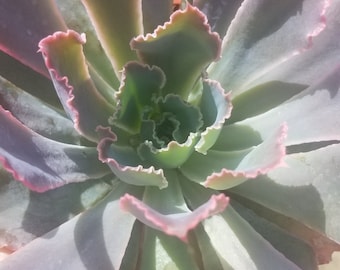 Echeveria Neon Breakers (4" pot)