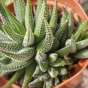 Haworthia Attenuata (4&quot; Pot) Succulent Plant
