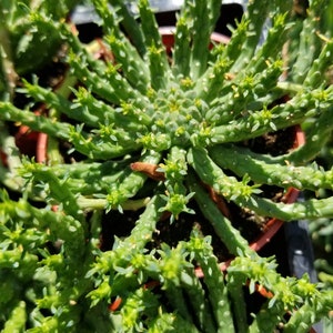 Euphorbia Flanaganii Medusa 4 pot image 3