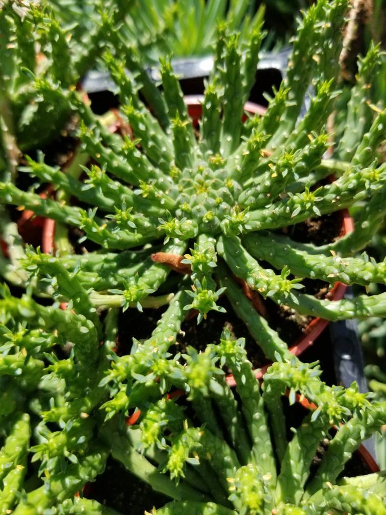 Euphorbia Flanaganii Medusa 4 pot image 3