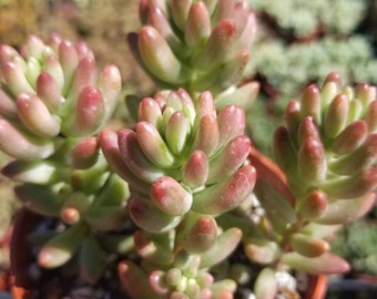 Sedum Rubrotictum "Aurora" (4" Pot)