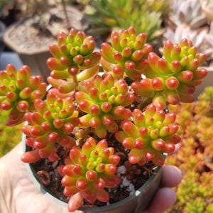 Sedum rubrotinctum "Jelly Beans" (4"pot)Succulent Plant