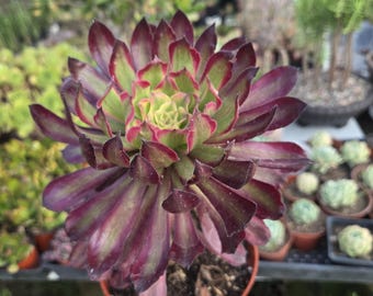 bit plant Frog bit (the perfect Floater) – DustinsFishtanks main image 1