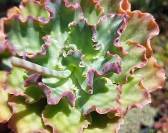 Echeveria Blue Curls (4" pot) Succulent Plant