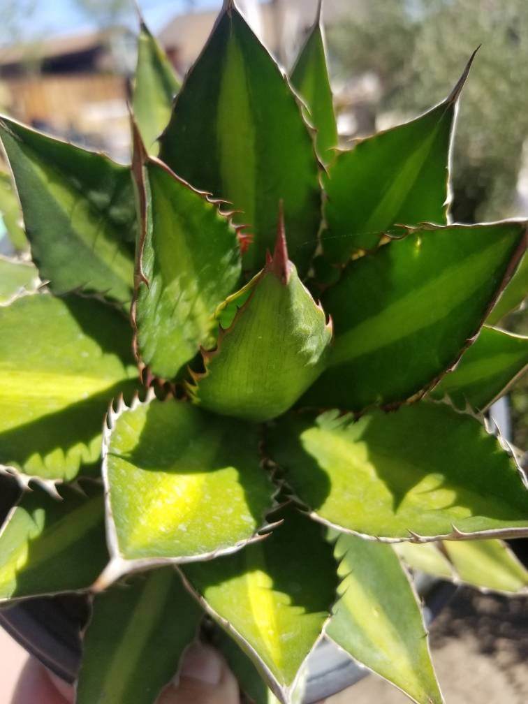 Agave Lophantha Splendida (1 Gal.pot) - Etsy