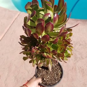 Aeonium Arboreum Atropurpureum Tree (1 Gal pot) Drought tolerance Aeonium.Succulent Plant