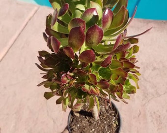 Aeonium Arboreum Atropurpureum Tree (1 Gal pot) Drought tolerance Aeonium.Succulent Plant