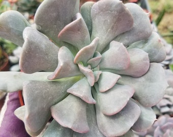 Echeveria Cubic Frost (4" pot)