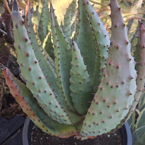 May include: A close-up of a succulent plant with thick, pointed leaves. The leaves are a pale green color with reddish-brown edges and small, dark red thorns. The plant is in a dark gray pot.