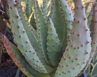 Aloe Aculeata- 'super Spiny'- South African Aloe - Etsy