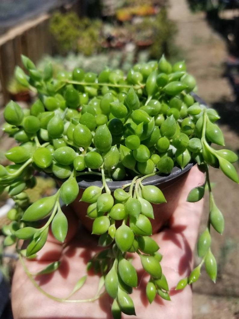 BeautifulDesertPlant Senecio herreianus Strings of Tears