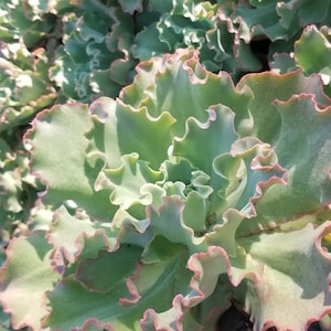 Echeveria Peach Curls (1 gal.pot) Huge Echeveria, drought tolerance echeveria, Beautiful colors all year round, fast grower.