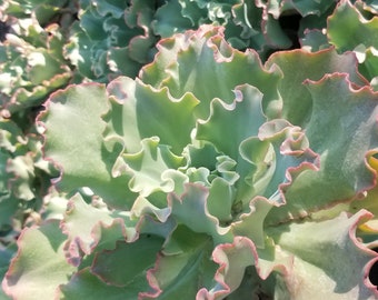 Echeveria Peach Curls Succulent (1 gal. pot): Drought Tolerant, Fast Grower