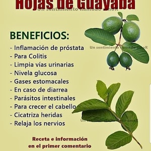Fresh Guava leaves (Qty: 100) &quot; Hojas Frescas de Guayaba (100 hojas)Succulent Plant