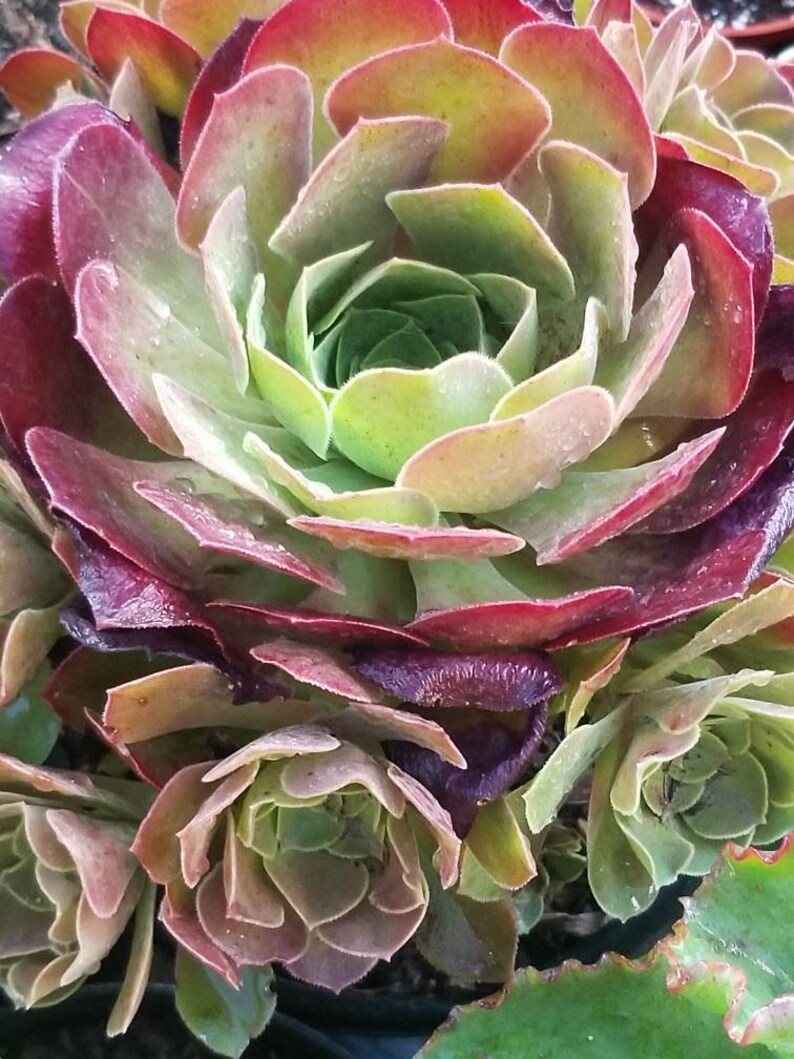 Aeonium Salad Bowl 1 gal. Etsy