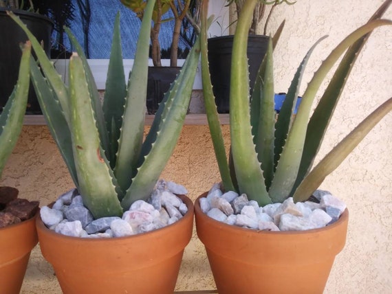 Aloe Vera (1 Gal. Pot) "savila" - Etsy Norway