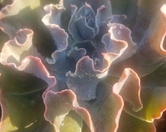 Echeveria Violacina (1 Gal. Pot)