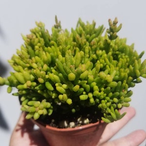 May include: A small green succulent plant with long, thin leaves growing in a brown terracotta pot.