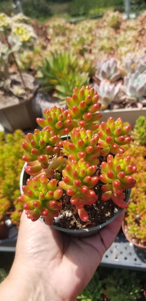 Sedum Rubrotinctum "jelly Beans" (4"pot)succulent Plant - Etsy