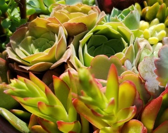 Fresh Succulent Cuttings Mix (2 pounds) more than 100 Fresh Cuttings.