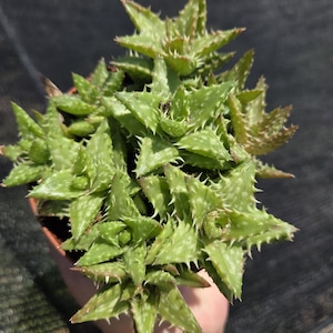 May include: A close-up of a green succulent plant with spiky, star-shaped leaves. The plant is in a small brown pot and held by a hand. The leaves have white spots and reddish-brown tips. The background is a dark, blurred mesh.