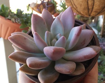 Graptoveria Opalina (4"pot)