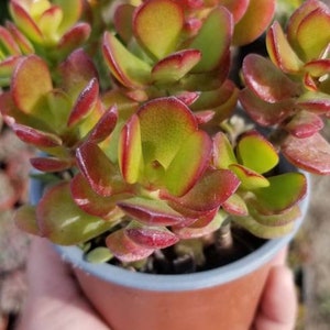 Crassula Ovata Crosby&#39;s Compact (4&quot; Pot)