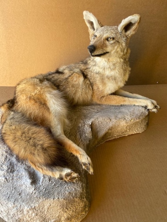 Coyote Mount Taxidermy complete body laying position on faux Etsy