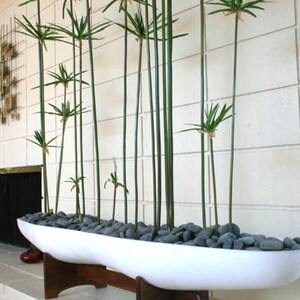 Estudio de caso de maceta para cacahuetes de estilo moderno de mediados de siglo, de cerámica arquitectónica.