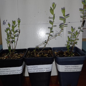 May include: Three Pilgrim Cranberry plants in black square plastic pots, each with a white label reading Vaccinium macrocarpon 'Pilgrim', Z3-9, full sun, pH 4.0-6.5. The plants are positioned against a white backdrop with markings for 6 and 9 inches.