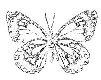 Butterfly Black and White Illustration