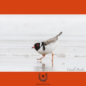 May include: A hooded plover with a black head, white neck, and grey wings stands on a wet sandy beach. The bird has a bright orange beak and orange legs with small identification bands. The text Carole Poustie and Bellarine Bee Wraps appears.
