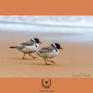 May include: Two hooded plovers with black heads, white necks, and grey-brown wings walking on a sandy beach. The birds have bright red beaks and eye rings. One bird has a small white leg band. The text Bellarine Bee Wraps is visible.