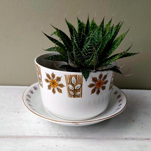 Puede incluir: Una maceta de cerámica blanca con su plato a juego, decorada con un patrón repetitivo de flores y hojas estilizadas en tonos marrón y naranja. Una planta suculenta de color verde oscuro, puntiaguda y con motas blancas, está plantada dentro.