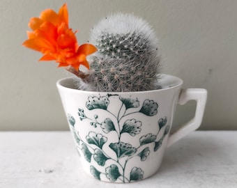 Victorian antique coffee/espresso can/cup in green and white transfer Ginkgo leaf Pattern by Ridgways. Perfect small planters for cacti.