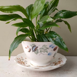 May include: A white teacup and saucer with a floral pattern, used as a planter for a green houseplant.