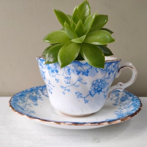 May include: A succulent plant growing in a vintage blue and white teacup with a matching saucer.