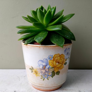 May include: A green succulent plant in a white ceramic pot with a floral design. The pot has yellow, blue, and green flowers.