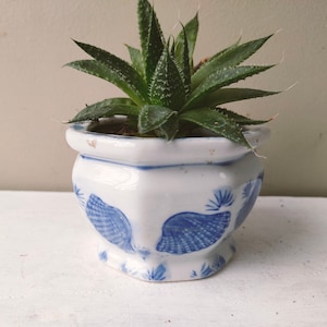 Könnte beinhalten: Eine kleine Sukkulentenpflanze in einem weißen Keramiktopf mit blauen Muscheldekoren. Der Topf hat eine quadratische Form mit einem gewellten Rand. Die Pflanze hat grüne, stachelige Blätter.