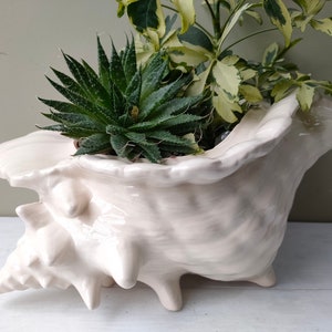 May include: A white ceramic seashell planter filled with green and variegated plants. The planter has a textured surface and is supported by three small feet. The plants include a succulent and a leafy green plant.