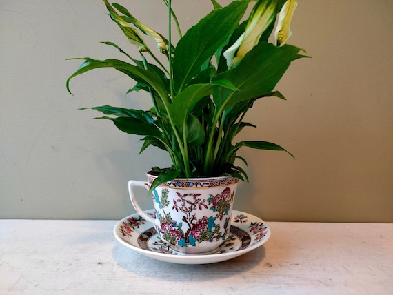 anthurium anthurium andreanum Anthurium, Andreanum — Ritters Garden and Gift main image 1