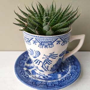 Puede incluir: Una planta suculenta verde creciendo en una taza de té blanca con un patrón floral azul y blanco. La taza de té está sentada sobre un platillo a juego.