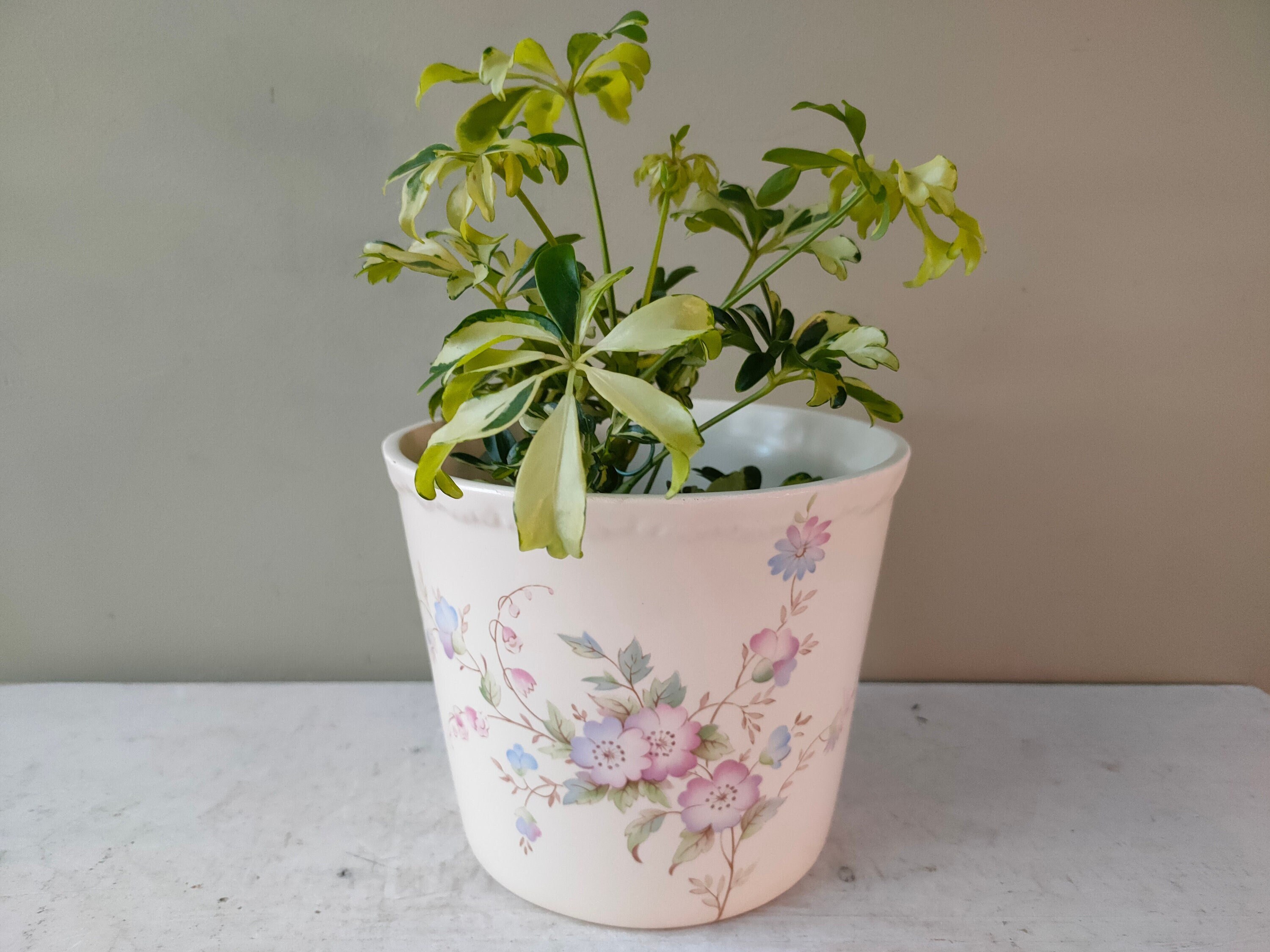 konect コネクト fang ファング 鉢 新品未使用☆Konect 鉢 fang☆赤/チャコグレー 黄/グレー☆2個