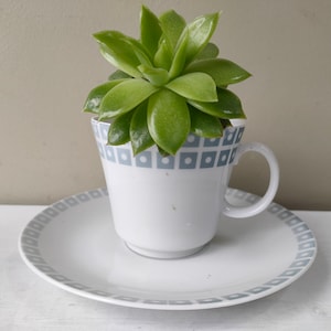 May include: A white teacup and saucer with a gray geometric pattern, featuring a green succulent plant growing inside the cup.