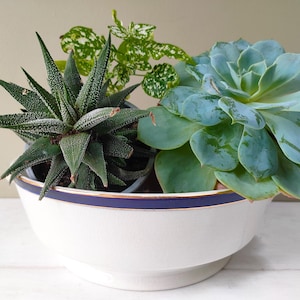 Pode incluir: Um vaso de cerâmica branco com uma borda azul e dourada, contendo três tipos diferentes de suculentas. As suculentas são de cor verde e verde-azulada.