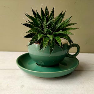 May include: A spiky, dark green succulent plant with white-tipped leaves is potted inside a smooth, solid sage green ceramic teacup that rests on a matching saucer. The plant features numerous pointed, fleshy leaves arranged in a dense rosette.