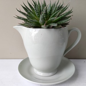 May include: A light green ceramic pitcher with a matching saucer, used as a planter for a succulent plant.