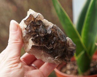 Elestial Smoky Quartz Crystal Cluster