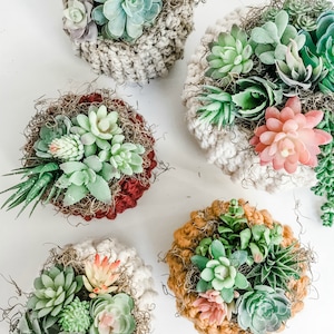 CROCHET PATTERN - Succulent Pumpkin Cozy - Crochet Pumpkin Pattern