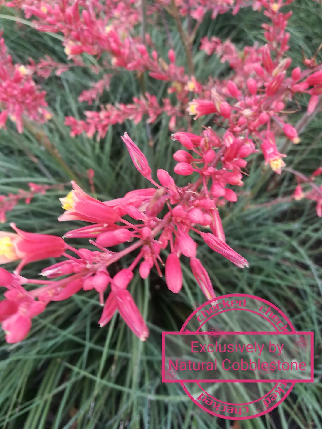 Coral Red Yucca Seeds Perennial-hesperaloe Parviflora Collector Shipper ...